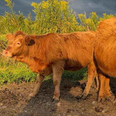 Wanda profile picture