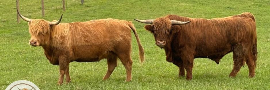 Rocky Farm Highlands profile cover image