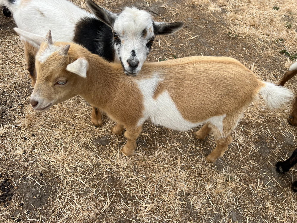 Vanilla & Midnight, photo 2