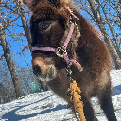 Penelope profile picture