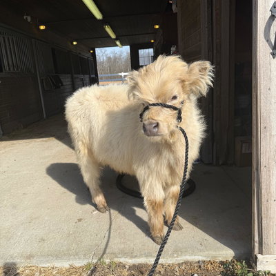 Penny Acre Ash profile picture