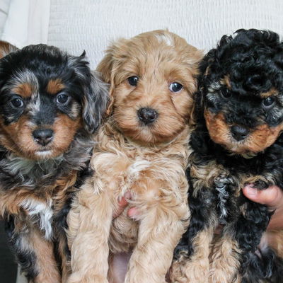 Storytail Dogs profile picture