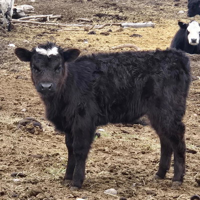 Truffles profile picture