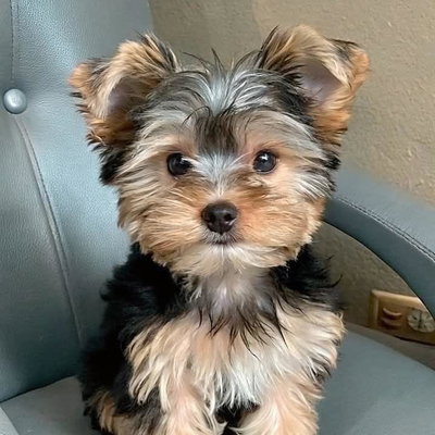 Pure Breed Breeders profile picture
