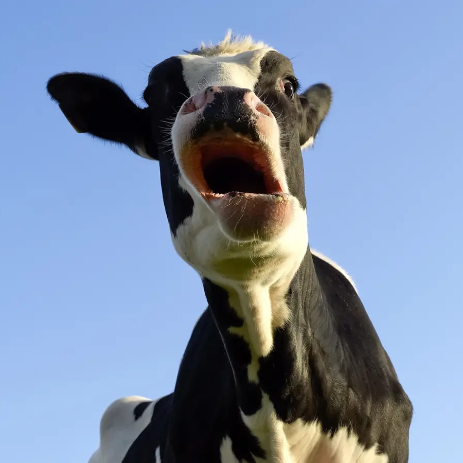 Moow