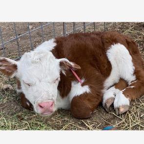 Kap Miniature Cattle profile picture