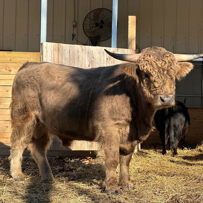 Waylon profile picture