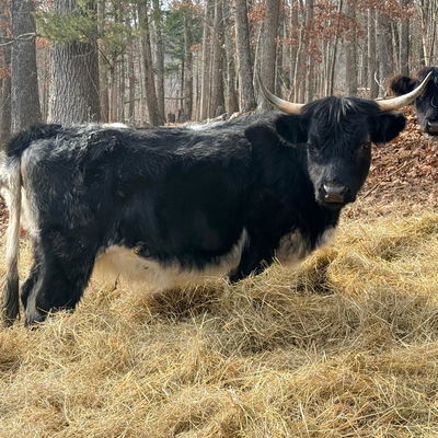 Fiona profile picture