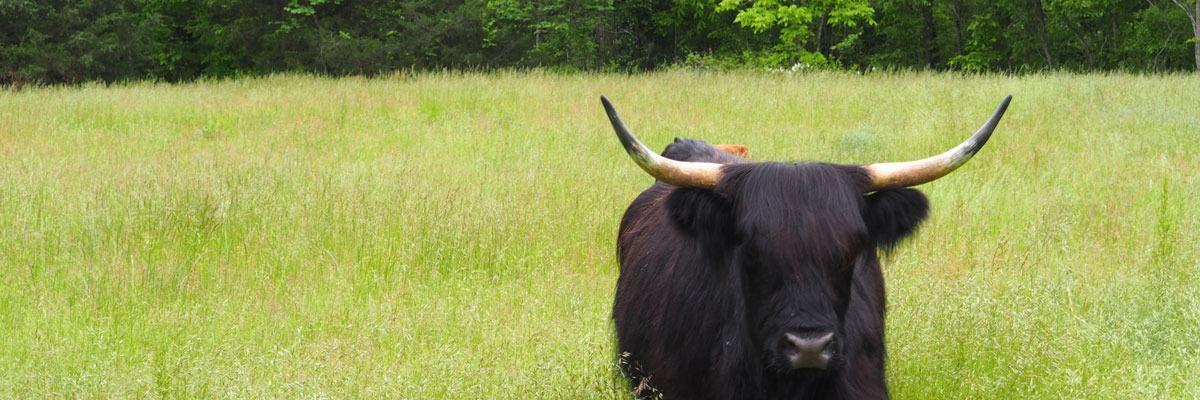 Highland Dale profile cover image