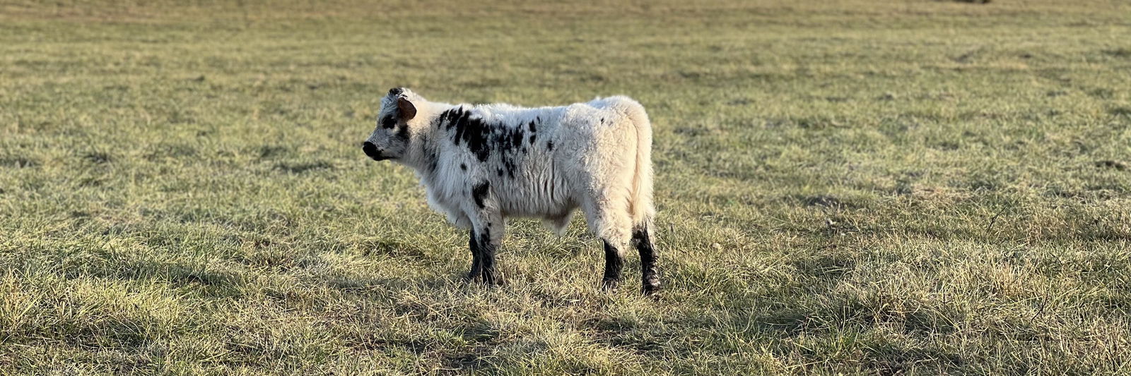 CCR Big Mack profile cover image