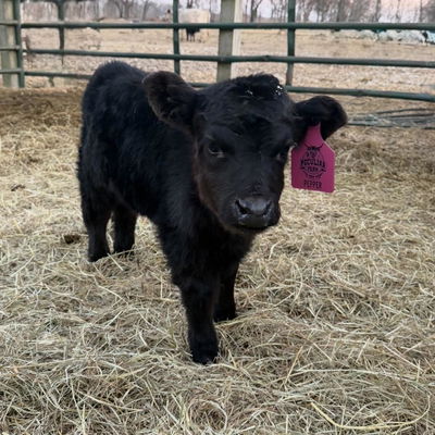 A Peculiar Farm Pepper profile picture