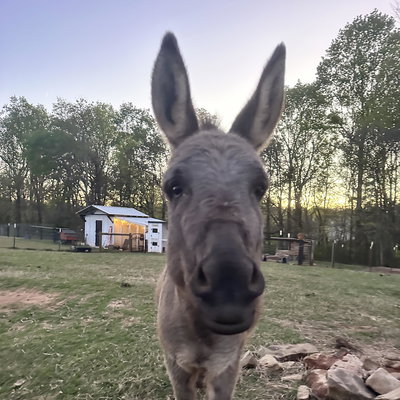 Sir Phillip profile picture