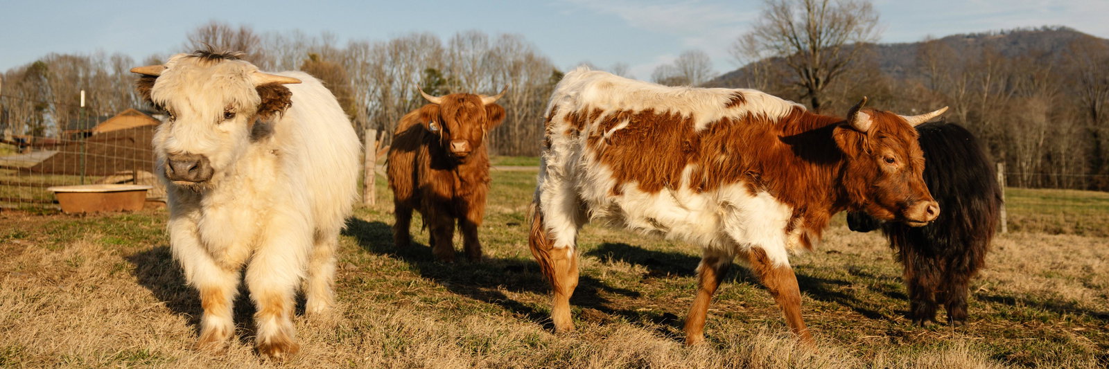 BPF Amarillo profile cover image