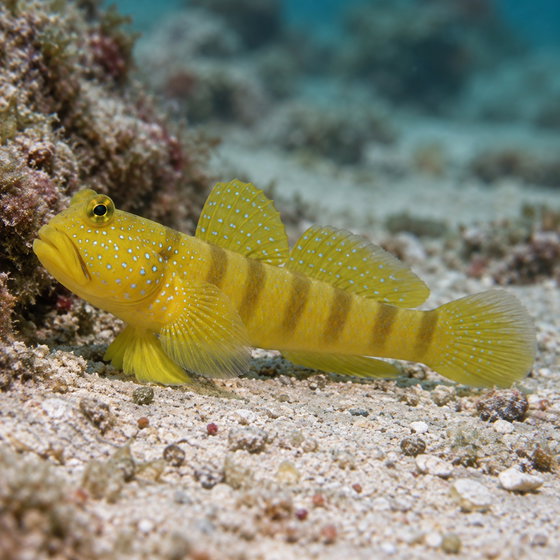yellow prawn-goby