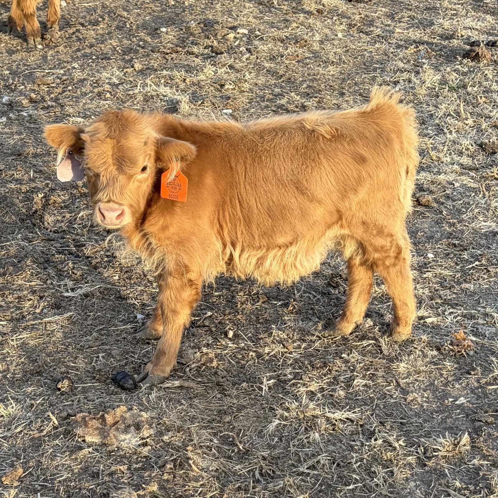 A Peculiar Farm Goose