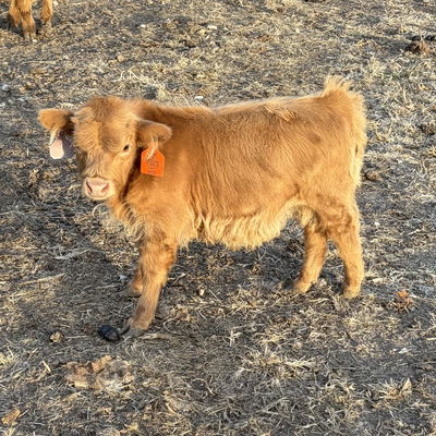 A Peculiar Farm Goose profile picture