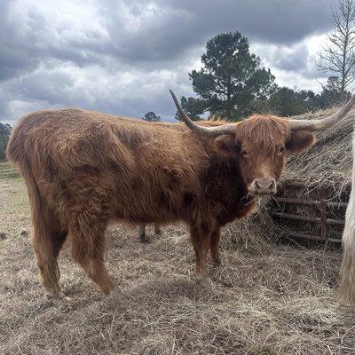 Willow profile picture