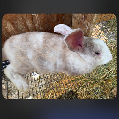 Buck #1 profile picture