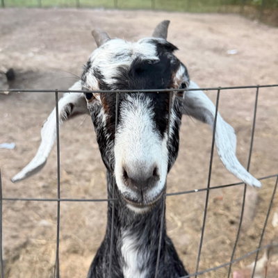 Petunia profile picture