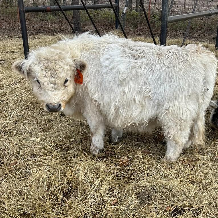 A Peculiar Farm Roly Poly
