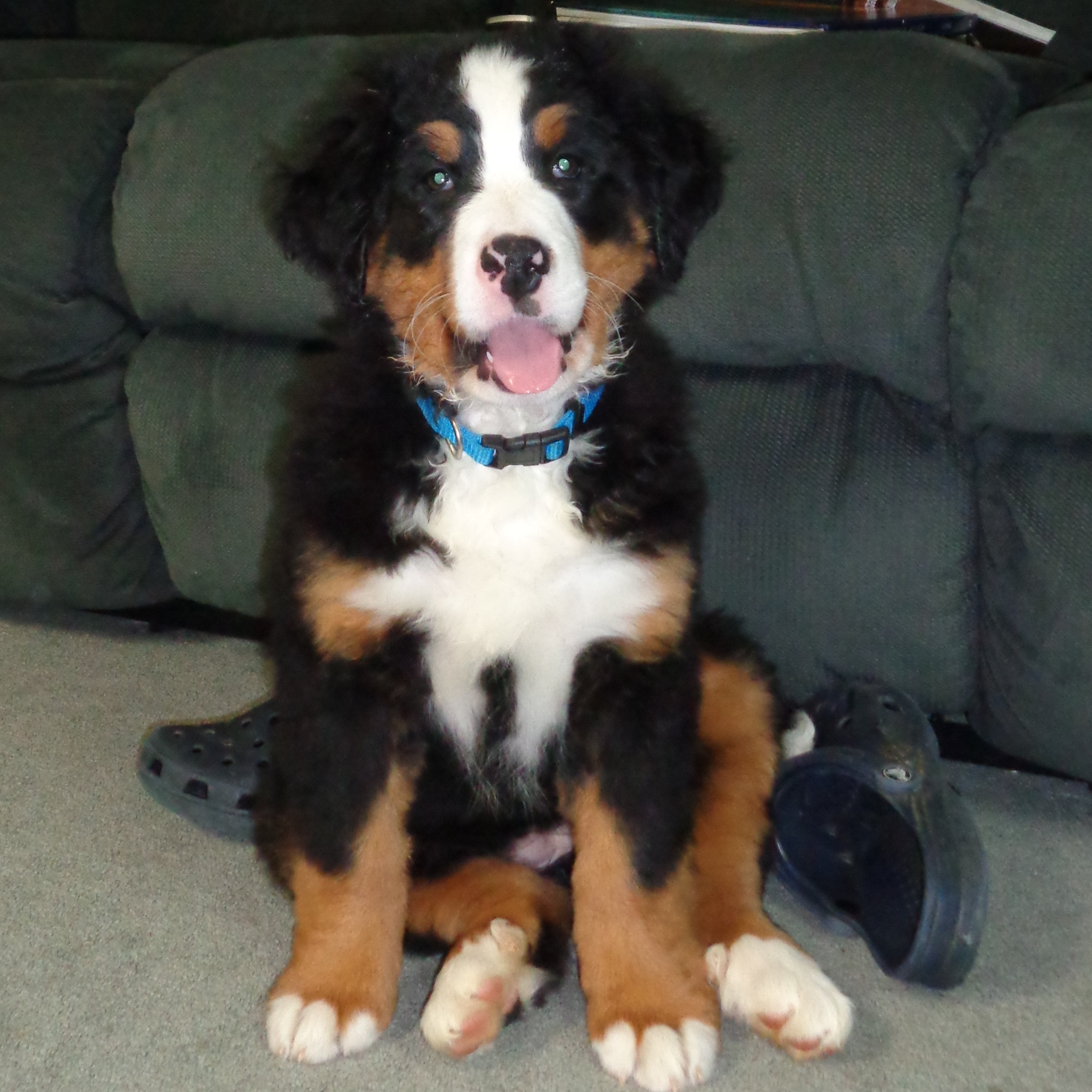 Rocky