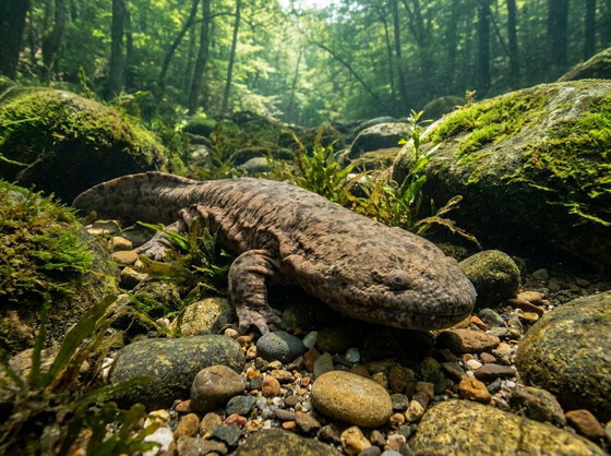 hellbender