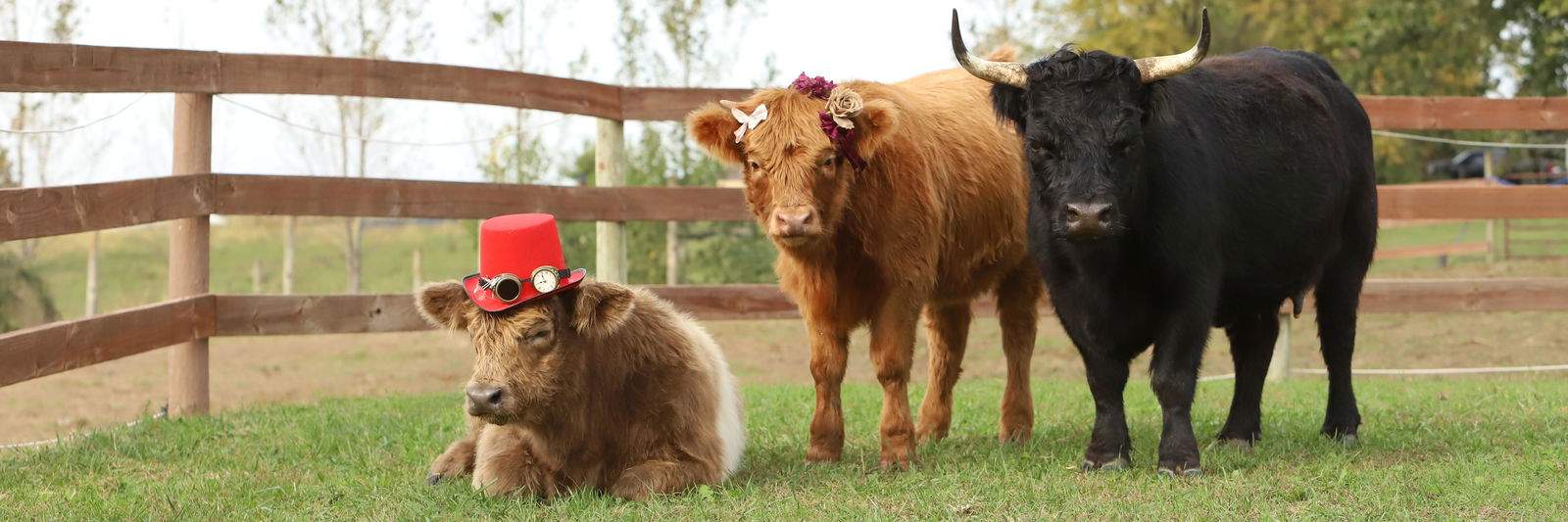 Guinevere profile cover image