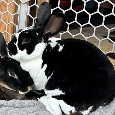 Peppercorn profile picture