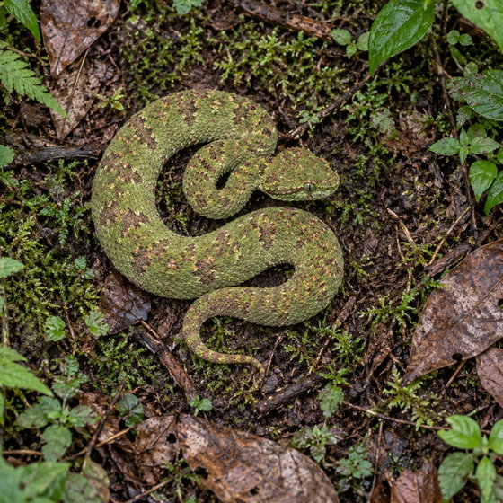 highland eyelash-pitviper