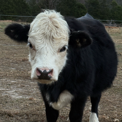 Sasha profile picture