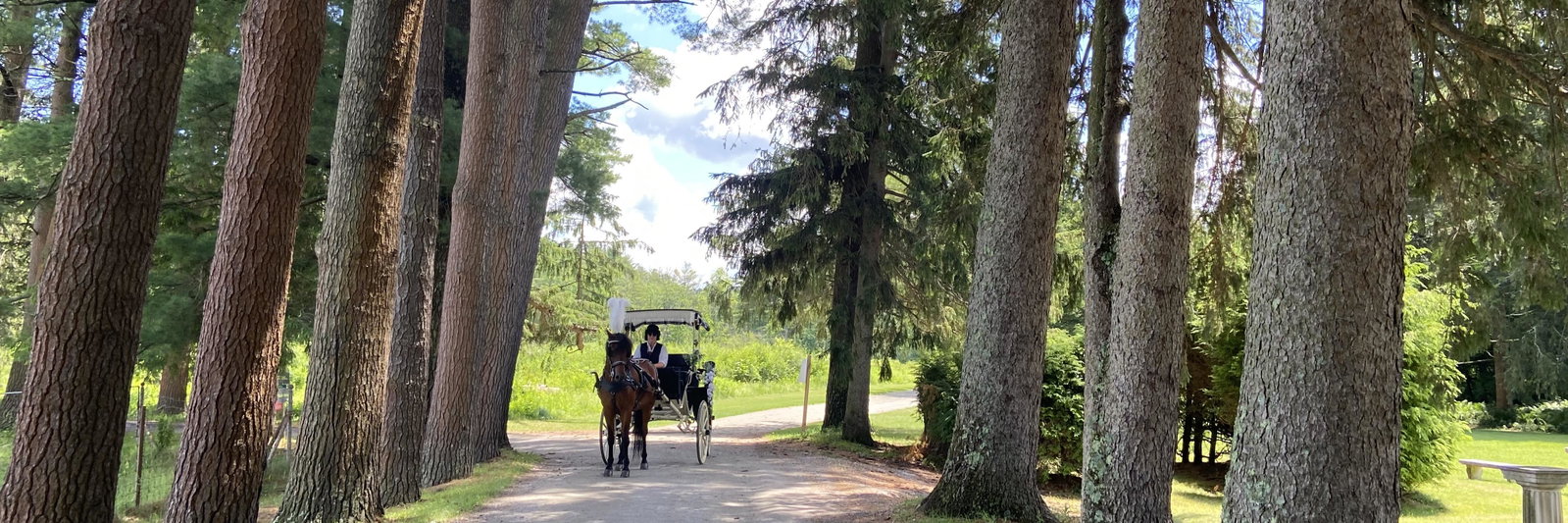 Celtic Valley Carriage & Farm profile cover image