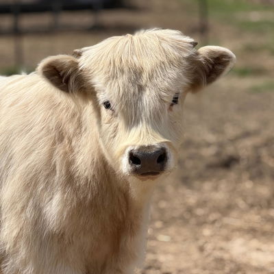 Shadow profile picture