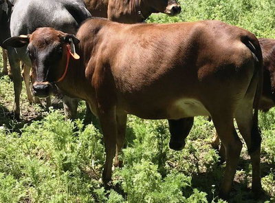 White Tail Farm Peanut profile picture