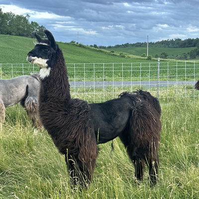 PPWI Elvis Presley profile picture