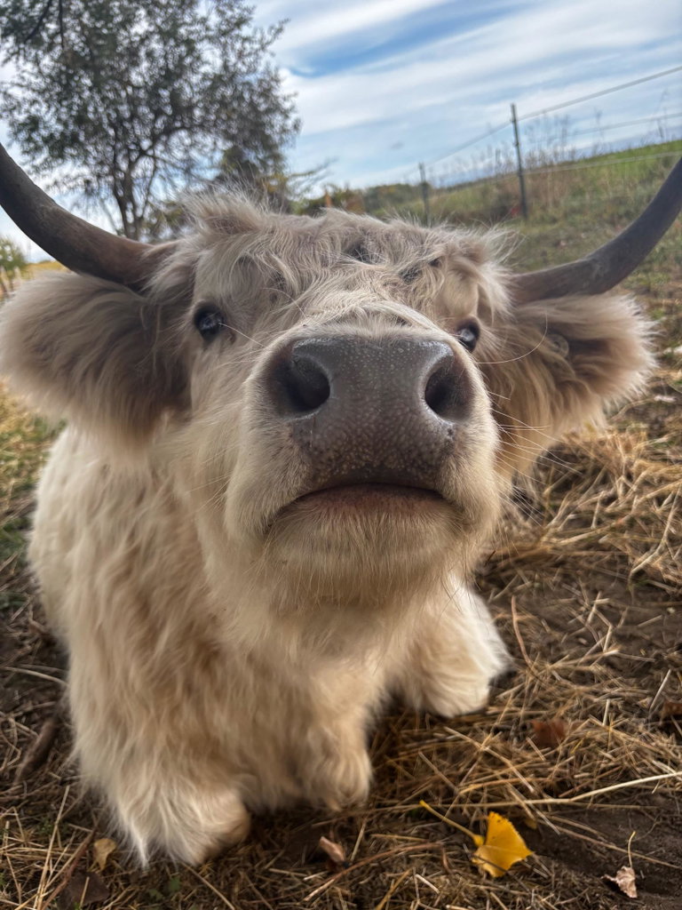 Cow Cuddles, photo 2