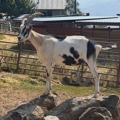 Bruno profile picture