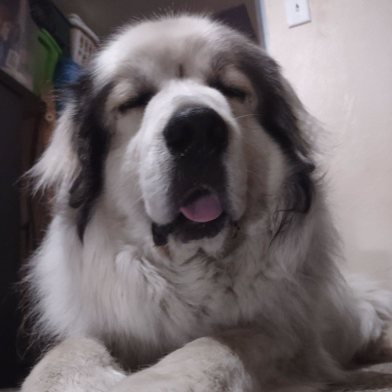 Apollo