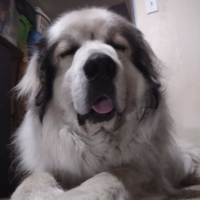 Apollo profile picture