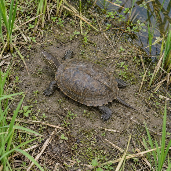 Japanese pond turtle