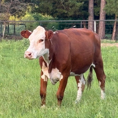 Cherry profile picture