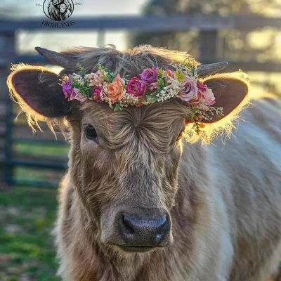 Crescent Moon profile picture