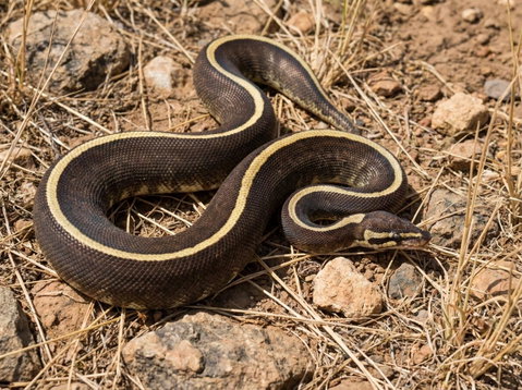 Example Genetic Stripe