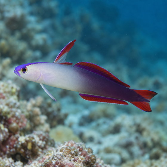 elegant firefish