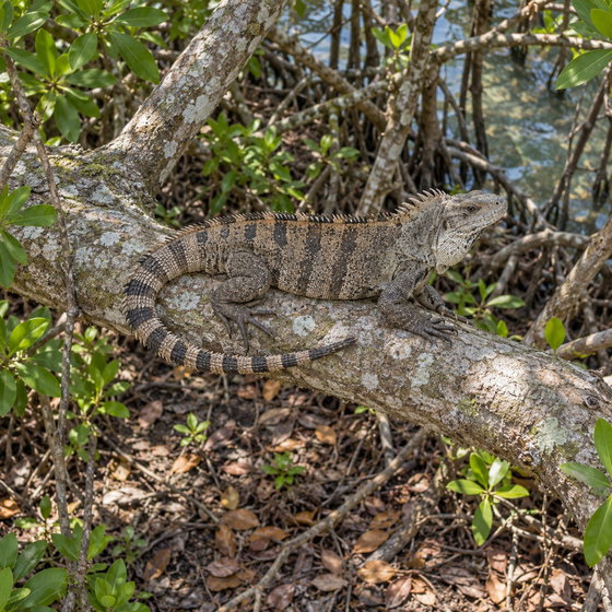 Utila spiny-tailed iguana