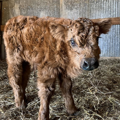 Morticia profile picture