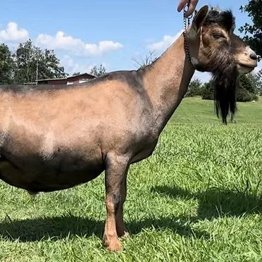GTB Farm BH Ez Farmer J *B profile picture