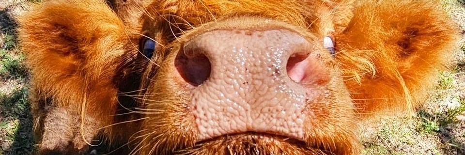 Paisley's Pasture LLC profile cover image