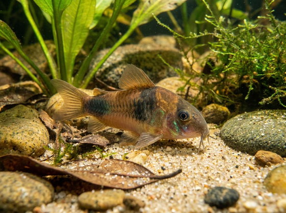 bronze corydoras