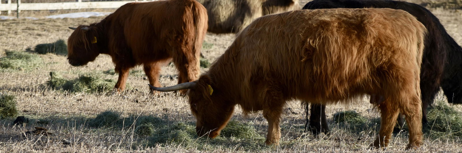 NXT Freedom’s Dandy profile cover image