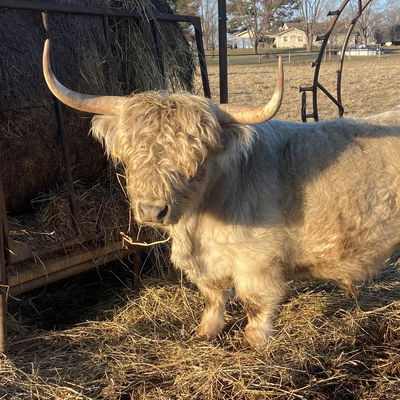 Silver Chondro + Bull profile picture